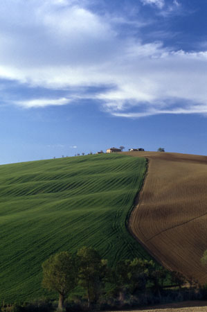 campagna recanatese001